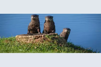 1218 Taylor Ave, Dunedin, FL 34698 - Photo 29