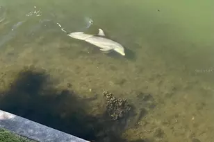 8800 Bay Pines Blvd, Saint Petersburg, FL 33709 - Photo 29