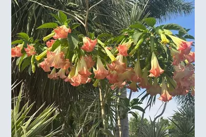 243 Snell Isle Boulevard NE, Saint Petersburg, FL 33704 - Photo 29