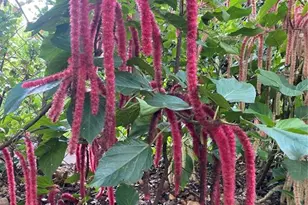 3962 60th St N, Saint Petersburg, FL 33709 - Photo 21