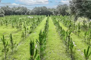 5117 Cr 316A, Bushnell, FL 33513 - Photo 7