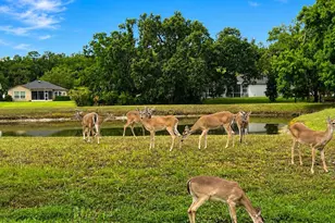 13115 Royal George Ave, Odessa, FL 33556 - Photo 57