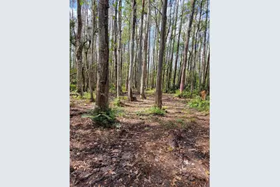 Tbd Bell Lake Road, Land O Lakes, FL 34639 - Photo 5