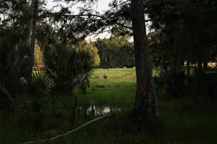 24201 Oaks Blvd, Land O Lakes, FL 34639 - Photo 65