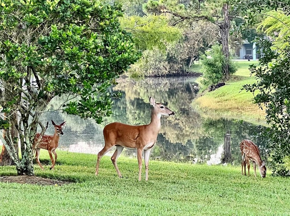 15652 Eastbourn Dr, Odessa FL  33556-2851 exterior