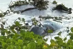 130 Oak Tree Dr, Debary, FL 32713 - Photo 27