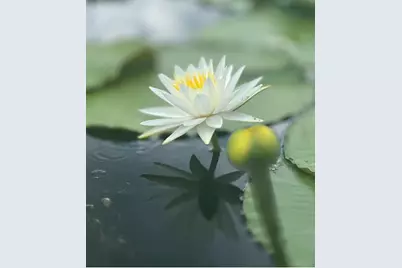 44645 Misty Isle Drive, Deland, FL 32720 - Photo 17