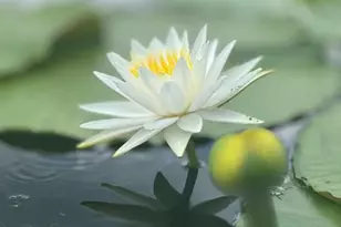 44645 Misty Isle Dr, Deland, FL 32720 - Photo 17