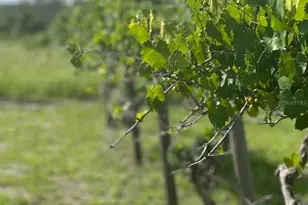 44645 Misty Isle Dr, Deland, FL 32720 - Photo 9