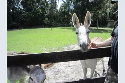 975 Rolling Acres Drive, Deland, FL 32720 - Photo 13