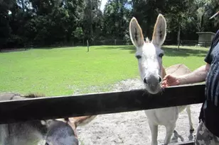 975 Rolling Acres Dr, Deland, FL 32720 - Photo 13