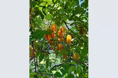 611 N Garfield Avenue, Deland, FL 32724 - Photo 35