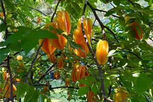 611 N Garfield Ave, Deland, FL 32724 - Photo 35