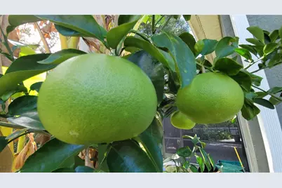 493 Nowell Loop, Deland, FL 32724 - Photo 41