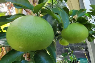 493 Nowell Loop, Deland, FL 32724 - Photo 41