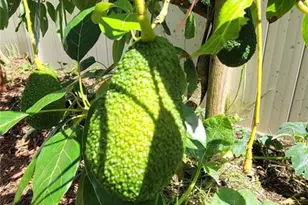 493 Nowell Loop, Deland, FL 32724 - Photo 39