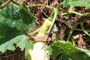 493 Nowell Loop, Deland, FL 32724 - Photo 37