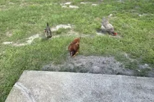 1037 Collins Ave, Orange City, FL 32763 - Photo 49