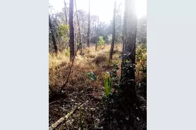 123 Linderwood Drive, Georgetown, FL 32139 - Photo 31