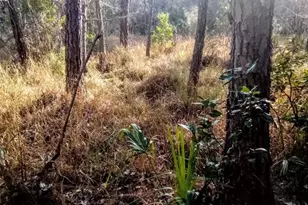 123 Linderwood Dr, Georgetown, FL 32139 - Photo 31