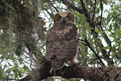 2498 Rusk Court, Deltona, FL 32738 - Photo 77