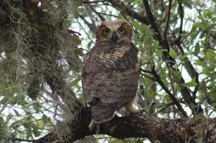 2498 Rusk Ct, Deltona, FL 32738 - Photo 77