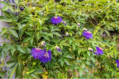 3660 Grand Avenue, Deland, FL 32720 - Photo 65