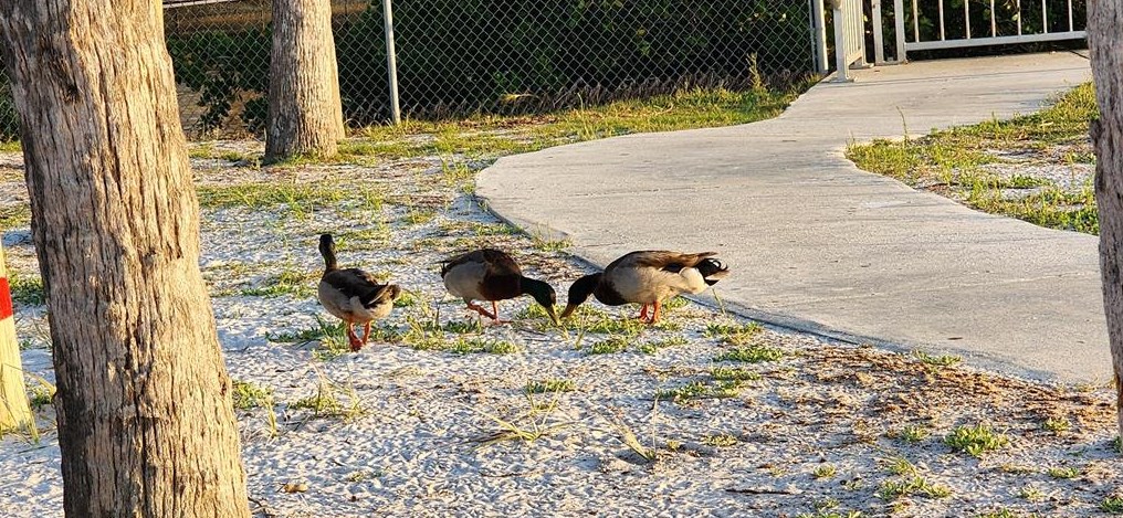 7210 Cheshire Ct, Port Richey FL  34667-1447 exterior