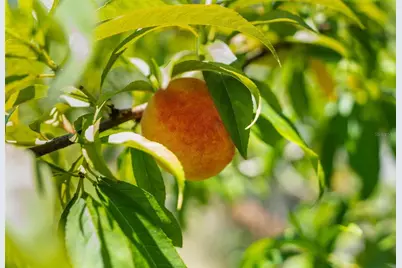 1253 Culbreath Road, Brooksville, FL 34602 - Photo 27