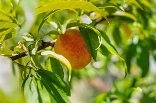 1253 Culbreath Rd, Brooksville, FL 34602 - Photo 27