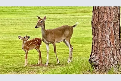 3587 Fairway Forest Drive, Palm Harbor, FL 34685 - Photo 41