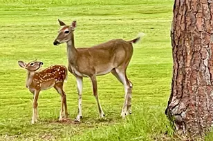 3587 Fairway Forest Dr, Palm Harbor, FL 34685 - Photo 41