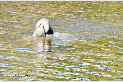 Saltwater Blvd, Hudson, FL 34667 - Photo 9