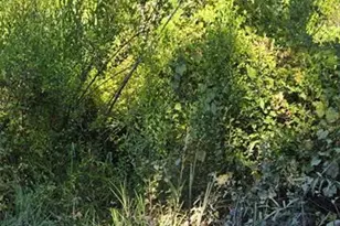 Evergreen St, New Port Richey, FL 34654 - Photo 1