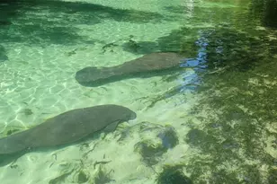 27167 Popiel Rd, Brooksville, FL 34602 - Photo 57