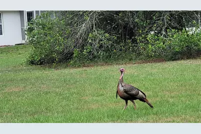 27167 Popiel Road, Brooksville, FL 34602 - Photo 53