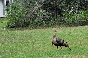 27167 Popiel Rd, Brooksville, FL 34602 - Photo 53