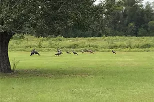 5559 SW 42nd Pl, Bell, FL 32619 - Photo 19