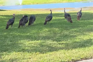 9257 Bonnie Cove Dr, Weeki Wachee, FL 34613 - Photo 33