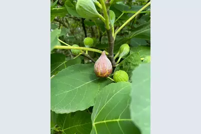 24415 NW 90th Place, Alachua, FL 32615 - Photo 5