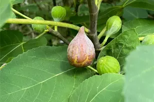 24415 NW 90th Pl, Alachua, FL 32615 - Photo 5