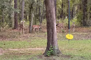 24415 NW 90th Pl, Alachua, FL 32615 - Photo 29