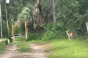 24415 NW 90th Pl, Alachua, FL 32615 - Photo 31