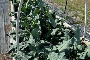 10151 NW 70 St, Chiefland, FL 32626 - Photo 81