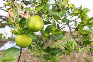 5701 Mossberg Dr, New Port Richey, FL 34655 - Photo 47