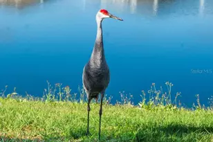 31511 Ancient Sage Rd, Wesley Chapel, FL 33545 - Photo 45