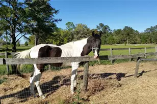 18635 Phillips Rd, Brooksville, FL 34604 - Photo 9