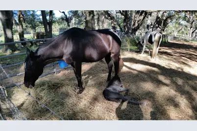 18635 Phillips Road, Brooksville, FL 34604 - Photo 15