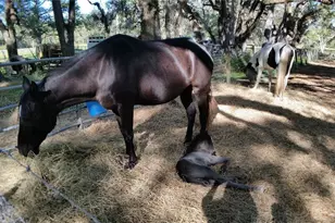 18635 Phillips Rd, Brooksville, FL 34604 - Photo 15