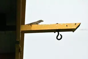 7353 Banner St, New Port Richey, FL 34653 - Photo 49